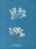 Achnanthes longipes parasite - Anna Atkins — widok dzieła