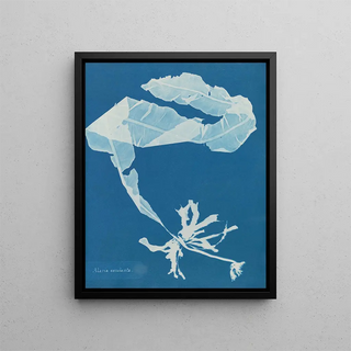 Anna Atkins - Alaria esculenta.webp