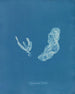 Asperococcus turneri - Anna Atkins — widok dzieła