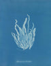 Asperococcus echinatus - Anna Atkins — widok dzieła
