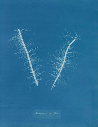 Anna Atkins - Asperococcus pusillus.webp