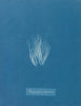 Bangia fuscopurpurea - Anna Atkins — widok dzieła