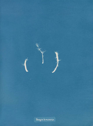 Anna Atkins - Bangia laminariae.webp