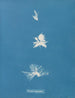 Bryopsis hypnoides - Anna Atkins — widok dzieła