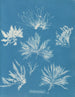 Bryopsis plumosa - Anna Atkins — widok dzieła