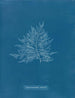 Róży Callithamnion - Anna Atkins — widok dzieła