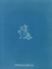 Callithamnion hookeri var. - Anna Atkins — widok dzieła