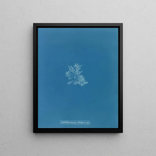 Anna Atkins - Callithamnion Hookeri var.webp