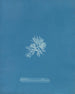 Callithamnion gracillimum - Anna Atkins — widok dzieła