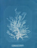 Callithamnion plumula - Anna Atkins — widok dzieła