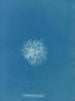 Callithamnion roseum - Anna Atkins — widok dzieła