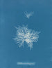 Callithamnion tetragonum - Anna Atkins — widok dzieła