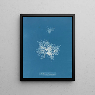 Anna Atkins - Callithamnion tetragonum.webp
