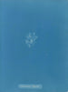 Callithamnion thuyoides - Anna Atkins — widok dzieła