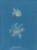 Calothrix confervicola - Anna Atkins — widok dzieła