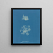 Calothrix confervicola - Anna Atkins — oprawiony obraz na ścianie