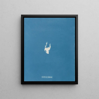 Anna Atkins - Calothrix distorta.webp