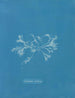 Ceryfikowany z ceramiki - Anna Atkins — widok dzieła