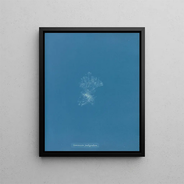 Anna Atkins - Ceramium fastigiatum.webp