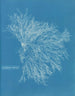 Czerwona ceramika - Anna Atkins — widok dzieła
