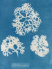 chrupiącej muszli - Anna Atkins — widok dzieła