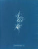 Chondrus crispus var. - Anna Atkins — widok dzieła