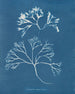 Cartilage mammaire - Anna Atkins — widok dzieła