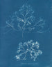 Chondrus membranifolius - Anna Atkins — widok dzieła