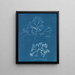 Chondrus membranifolius - Anna Atkins — oprawiony obraz na ścianie
