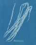 Chorda lomentaria - Anna Atkins — widok dzieła