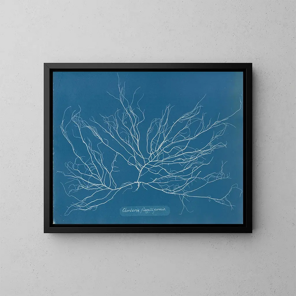Chordaria flagelliformis - Anna Atkins — oprawiony obraz na ścianie