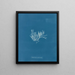 Chylocladia articulé - Anna Atkins — oprawiony obraz na ścianie