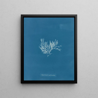 Anna Atkins - Chylocladia articulata.webp