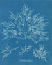 Chylocladia clavellosa - Anna Atkins — widok dzieła