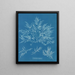Chylocladia clavellosa - Anna Atkins — oprawiony obraz na ścianie