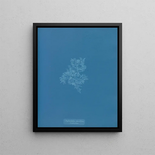 Anna Atkins - Chylocladia clavellosa sedifolius.webp