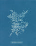 Chylocladia califormis - Anna Atkins — widok dzieła