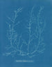 Chylocladia kaliformis w owocach - Anna Atkins — widok dzieła