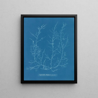 Anna Atkins - Chylocladia kaliformis in fruit.webp