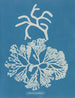 Codium tomentosum - Anna Atkins — widok dzieła