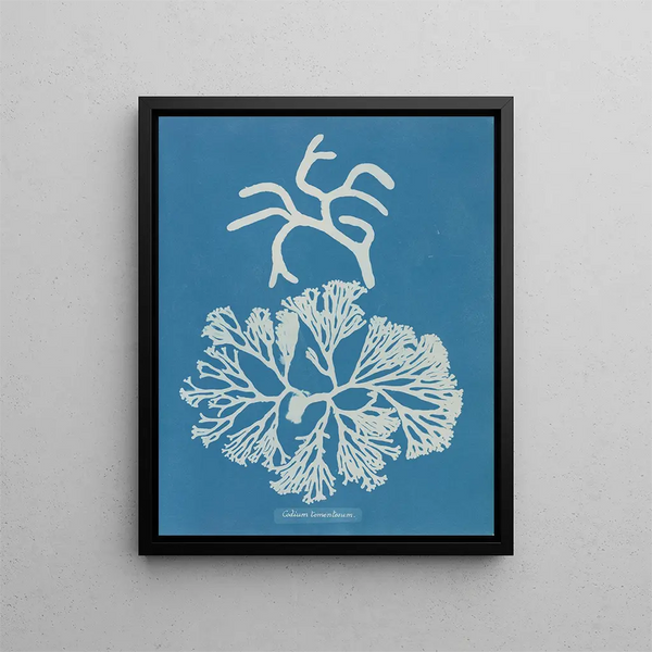 Anna Atkins - Codium tomentosum.webp