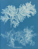 Comparer mince - Anna Atkins — widok dzieła