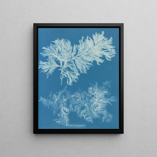 Anna Atkins - Conferva gracilis.webp