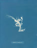 Conferva rouillé - Anna Atkins — widok dzieła