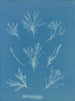 Coralline allongée - Anna Atkins — widok dzieła
