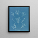Coralline allongée - Anna Atkins — oprawiony obraz na ścianie