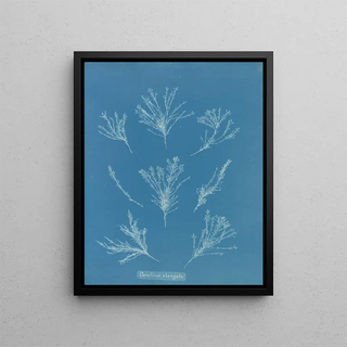 Anna Atkins - Corallina elongata.webp