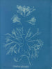 Corallina officinalis - Anna Atkins — widok dzieła