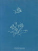 Skale koralowe - Anna Atkins — widok dzieła