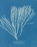 Couverts multifida - Anna Atkins — widok dzieła